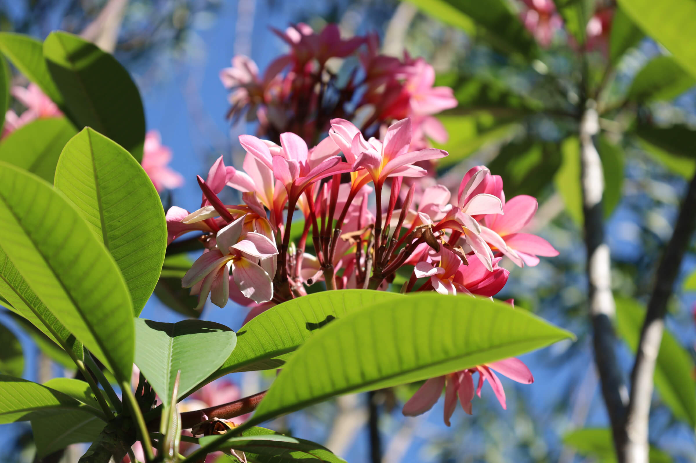 Visayas, Philippinen Was noch zu erwähnen wäre Vive la réduction!